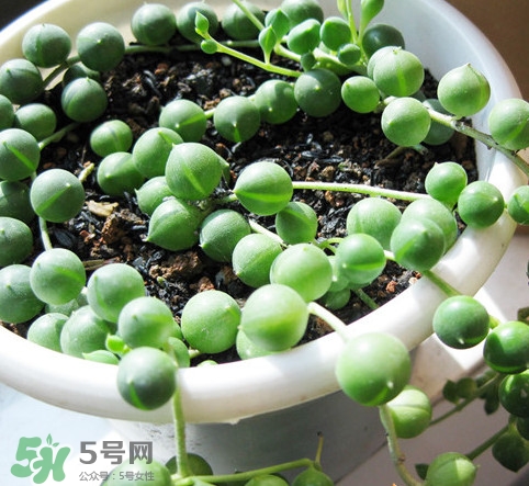 多肉植物能吃嗎？多肉植物哪些可以吃