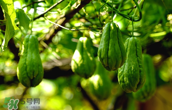 佛手瓜是涼性還是熱性？佛手瓜是什么樣子？