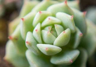 多肉植物能吃嗎？多肉植物哪些可以吃