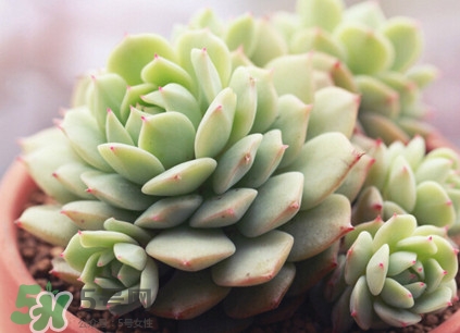多肉植物能吃嗎？多肉植物哪些可以吃