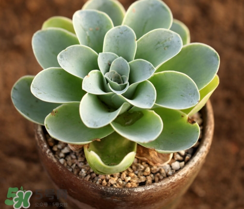多肉植物怎么養(yǎng)？多肉植物多久澆一次水