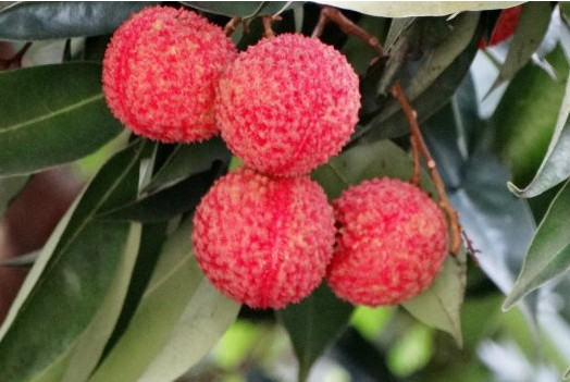 增城荔枝什么時(shí)候成熟？增城的荔枝品種有哪些？
