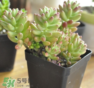 多肉植物能吃嗎？多肉植物哪些可以吃