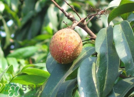 增城哪里可以摘荔枝？增城哪里有荔枝摘