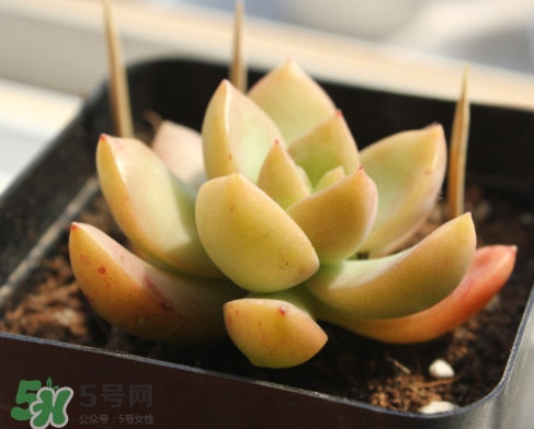 多肉植物能吃嗎？多肉植物哪些可以吃