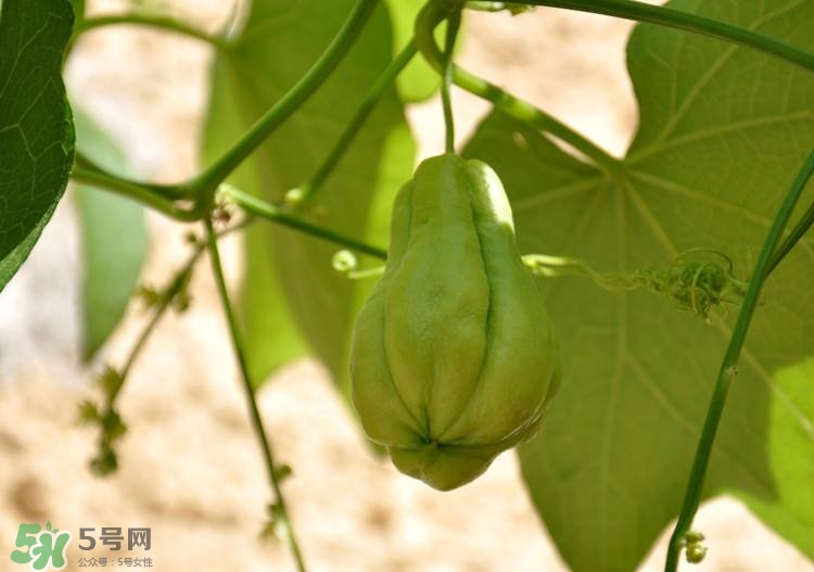 佛手瓜發(fā)芽了可以吃嗎？佛手瓜怎么吃？