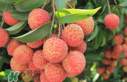 黑葉荔枝有什么特點(diǎn)？黑葉荔枝的功效