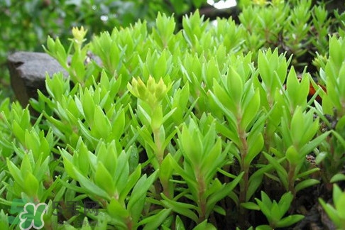 多肉植物能吃嗎？多肉植物哪些可以吃