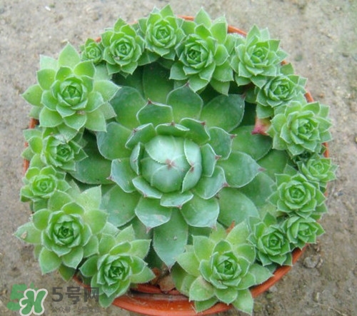 多肉植物能吃嗎？多肉植物哪些可以吃