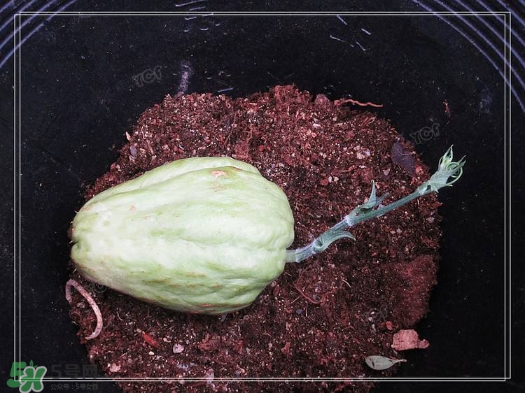 佛手瓜發(fā)芽了可以吃嗎？佛手瓜怎么吃？