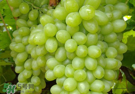 青提是轉(zhuǎn)基因嗎？青提怎么挑？