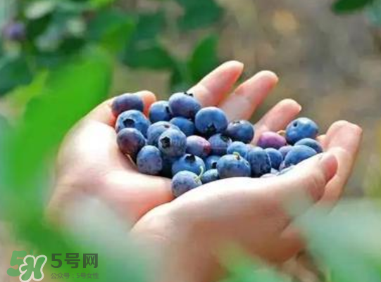 藍莓和楊梅能一起吃嗎？藍莓和楊梅可以一起泡酒嗎？