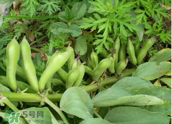 夏天可以種什么蔬菜？夏天適合種什么蔬菜？