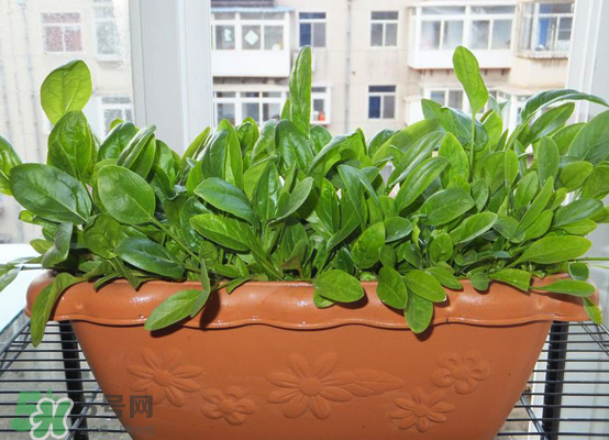 夏天可以種什么蔬菜？夏天適合種什么蔬菜？