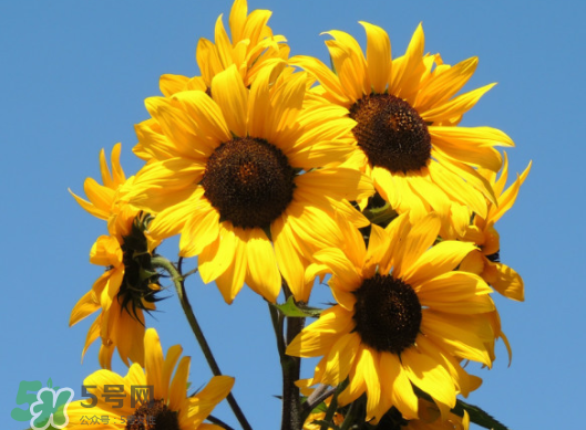 夏天可以種向日葵嗎？向日葵夏天能種嗎？