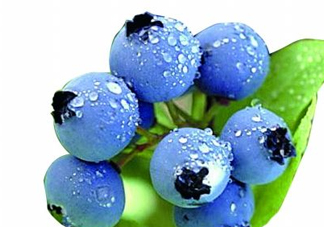 藍莓和楊梅能一起吃嗎？藍莓和楊梅可以一起泡酒嗎？