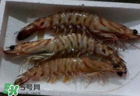 竹節(jié)蝦多少錢一斤？2017竹節(jié)蝦價(jià)格