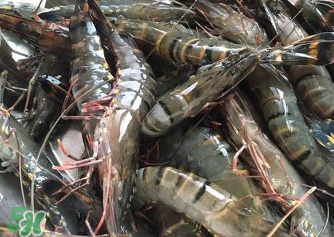 竹節(jié)蝦是海里的嗎？竹節(jié)蝦是海蝦還是河蝦