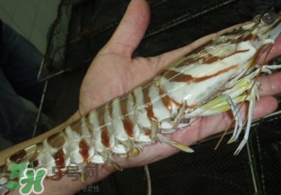 竹節(jié)蝦和基圍蝦哪個好？基圍蝦貴還是竹節(jié)蝦貴