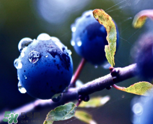 藍(lán)莓和橙子能一起吃嗎？藍(lán)莓和橙子一起吃好嗎？