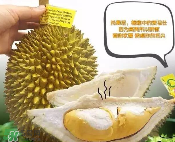 托曼尼榴蓮又叫什么？托曼尼榴蓮簡(jiǎn)介