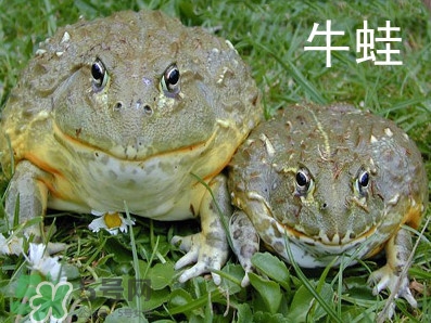 牛蛙什么時候最好吃肉最多？牛蛙幾月份的最好吃？