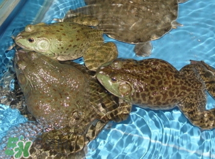 牛蛙算海鮮嗎？牛蛙和青蛙的區(qū)別