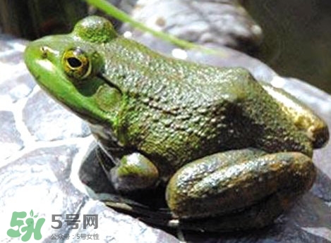 牛蛙是田雞嗎？牛蛙是蟾蜍嗎
