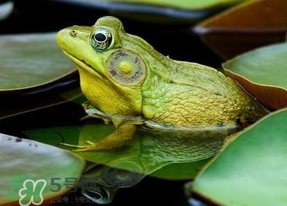 牛蛙算海鮮嗎？牛蛙和青蛙的區(qū)別