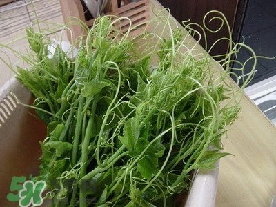 龍須菜是什么菜？龍須菜怎么吃？