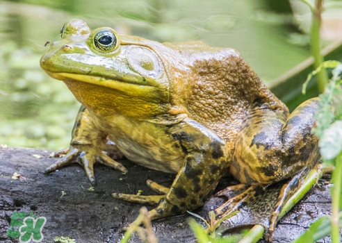 牛蛙算海鮮嗎？牛蛙和青蛙的區(qū)別