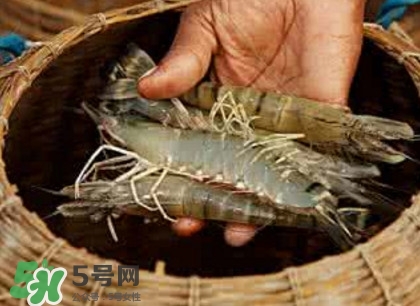 竹節(jié)蝦多少錢一斤？2017竹節(jié)蝦價(jià)格