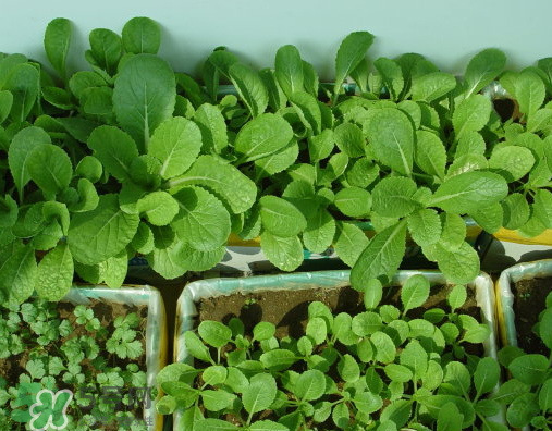 八月份可以種什么菜？八月份適合種植的蔬菜
