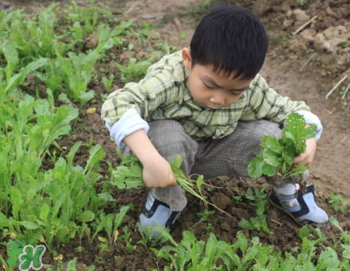 八月份可以種什么菜？八月份適合種植的蔬菜