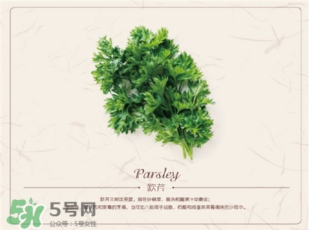 歐芹是什么?歐芹是不是西芹? 歐芹是什么?歐芹是不是西芹?