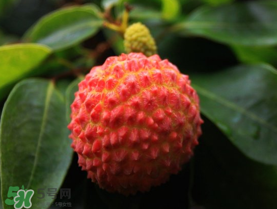 8月份還有荔枝嗎？荔枝幾月份下市？