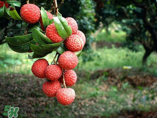 8月份還有荔枝嗎？荔枝幾月份下市？