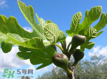 無花果葉子煮水有什么作用？無花果葉泡水喝的功效