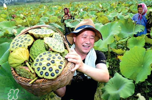 蓮蓬不能和什么同吃？蓮蓬和什么相克？