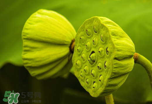 蓮蓬可以放多久？蓮蓬可以放冰箱嗎？