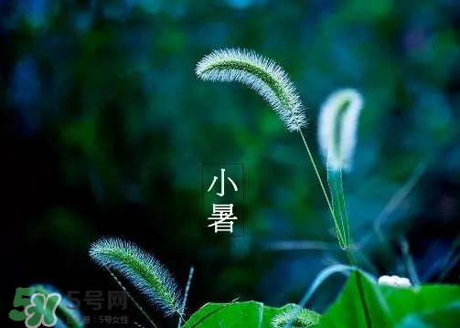小暑是頭伏嗎？小暑是初伏嗎？