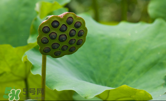 蓮蓬是荷花的什么？蓮蓬是什么意思？