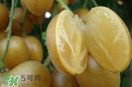 黃皮果品種有哪些？黃皮果哪個品種好吃