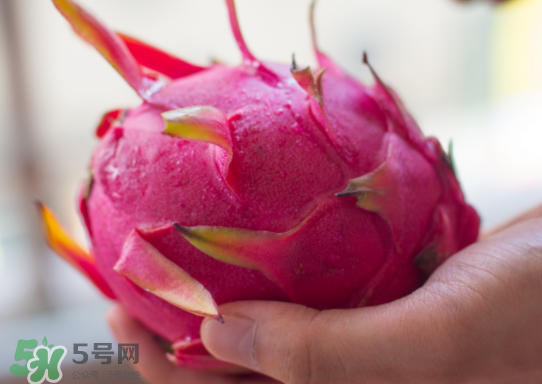 紅心火龍果什么時(shí)候成熟？紅心火龍果什么季節(jié)有？
