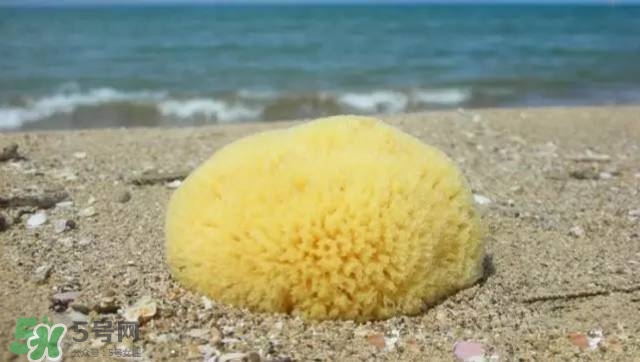 Rosenfeld海綿好用嗎？Rosenfeld海綿怎么樣？