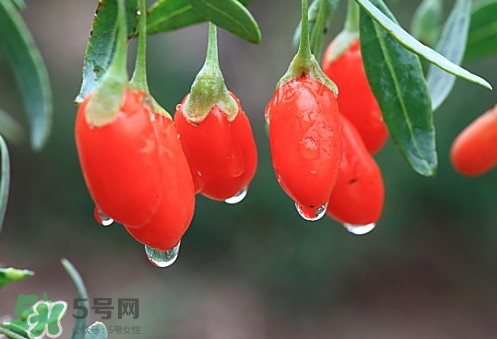 青海和寧夏枸杞哪個好？青海枸杞和寧夏枸杞的區(qū)別