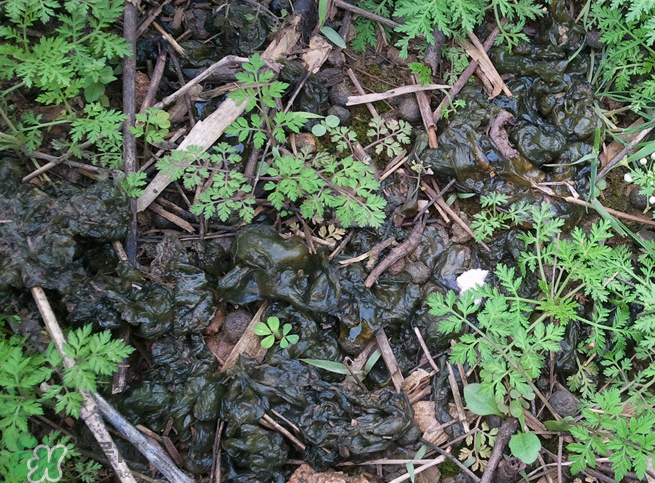 孕婦能吃地耳菜嗎？寶寶能吃地耳菜嗎？