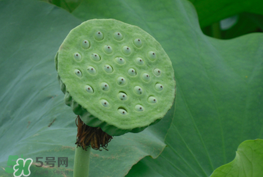 蓮蓬和蓮藕一樣嗎？蓮蓬和蓮藕的區(qū)別