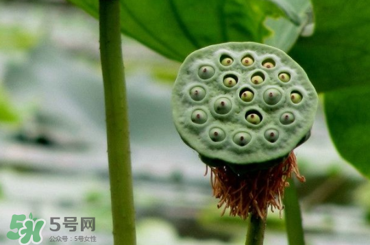 蓮蓬和蓮藕一樣嗎？蓮蓬和蓮藕的區(qū)別