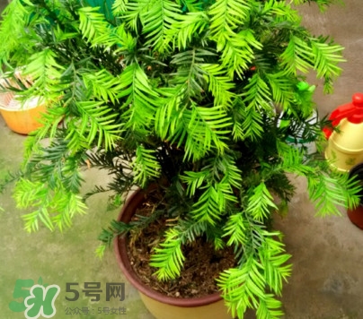 紅豆杉怎么養(yǎng)植？紅豆杉的養(yǎng)殖方法和注意事項
